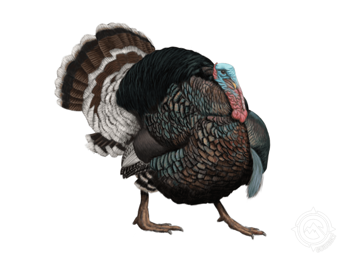 Merriam's Turkey