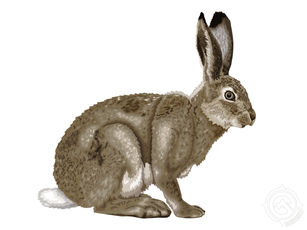 White-tailed Jackrabbit