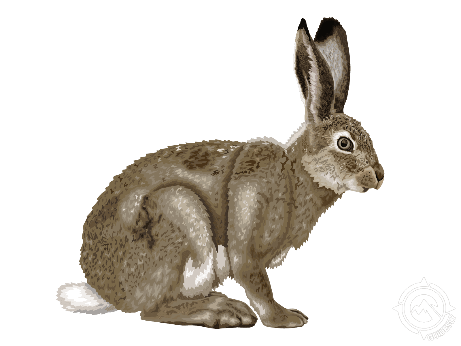 White-tailed Jackrabbit